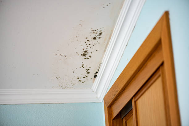 Why You Should Choose Our Mold Remediation Services in Birdsboro, PA